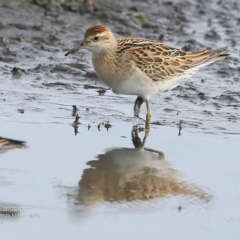 Calidris acuminata (Sharp-tailed Sandpiper) at Undefined - 12 Oct 2016 by CharlesDove