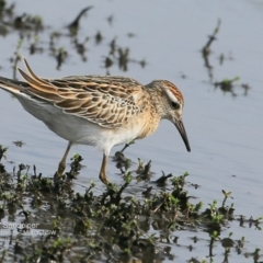 Calidris acuminata at undefined - 12 Oct 2016 12:00 AM