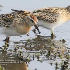 Calidris acuminata at undefined - 12 Oct 2016 12:00 AM