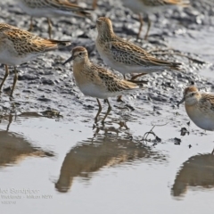 Calidris acuminata at undefined - 12 Oct 2016 12:00 AM