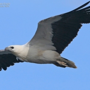 Haliaeetus leucogaster at undefined - 10 Oct 2016