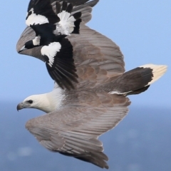 Haliaeetus leucogaster at undefined - 10 Oct 2016 12:00 AM