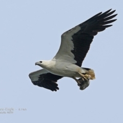 Haliaeetus leucogaster at undefined - 10 Oct 2016