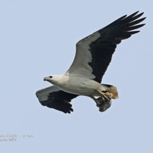 Haliaeetus leucogaster at undefined - 10 Oct 2016