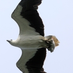 Haliaeetus leucogaster at undefined - 10 Oct 2016