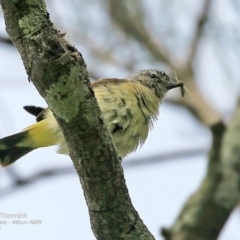 Acanthiza chrysorrhoa (Yellow-rumped Thornbill) at Undefined - 11 Oct 2016 by Charles Dove