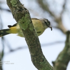 Acanthiza chrysorrhoa at undefined - 12 Oct 2016 12:00 AM