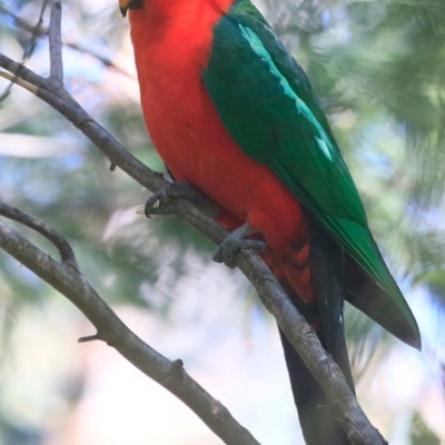 Alisterus scapularis (Australian King-Parrot) at Burrill Lake Aboriginal Cave Walking Track - 3 Oct 2016 by Charles Dove