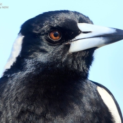 Gymnorhina tibicen (Australian Magpie) at Undefined - 2 Oct 2016 by Charles Dove