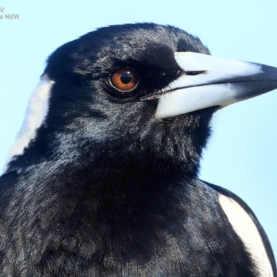 Gymnorhina tibicen (Australian Magpie) at Undefined - 3 Oct 2016 by CharlesDove