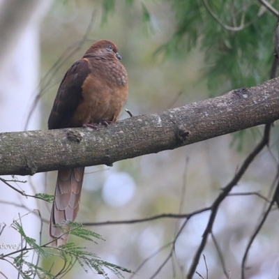 Macropygia phasianella (Brown Cuckoo-dove) at Burrill Lake Aboriginal Cave Walking Track - 6 Oct 2016 by Charles Dove