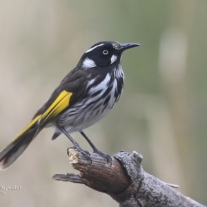 Phylidonyris novaehollandiae at Ulladulla, NSW - 2 Oct 2016