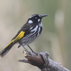 Phylidonyris novaehollandiae (New Holland Honeyeater) at Coomee Nulunga Cultural Walking Track - 1 Oct 2016 by Charles Dove