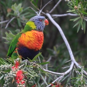 Trichoglossus moluccanus at undefined - 8 Oct 2016 12:00 AM