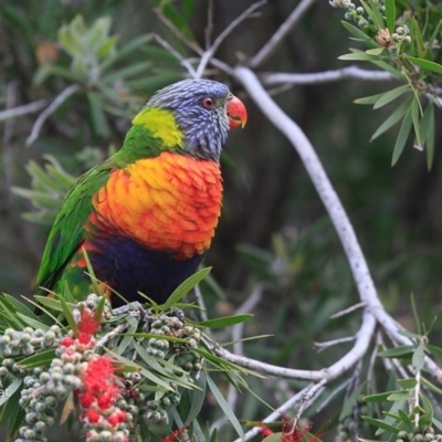 Trichoglossus moluccanus (Rainbow Lorikeet) at Undefined - 7 Oct 2016 by Charles Dove