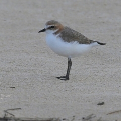 Anarhynchus ruficapillus (Red-capped Plover) at Undefined - 4 Oct 2016 by CharlesDove