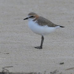 Charadrius ruficapillus (Red-capped Plover) at Undefined - 3 Oct 2016 by Charles Dove