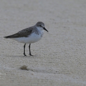 Anarhynchus ruficapillus at undefined - 4 Oct 2016 12:00 AM