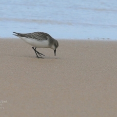 Anarhynchus ruficapillus at undefined - 4 Oct 2016 12:00 AM