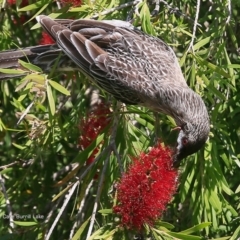 Anthochaera carunculata (Red Wattlebird) at Burrill Lake Aboriginal Cave Walking Track - 6 Oct 2016 by CharlesDove