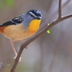 Pardalotus punctatus (Spotted Pardalote) at Meroo National Park - 4 Oct 2016 by CharlesDove