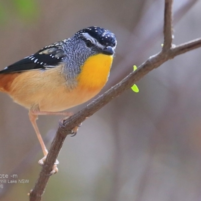 Pardalotus punctatus (Spotted Pardalote) at Meroo National Park - 4 Oct 2016 by CharlesDove