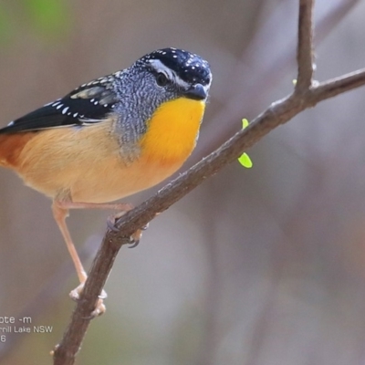 Pardalotus punctatus (Spotted Pardalote) at Meroo National Park - 3 Oct 2016 by Charles Dove