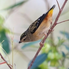 Pardalotus punctatus at Meroo National Park - 4 Oct 2016