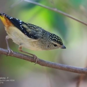 Pardalotus punctatus at Meroo National Park - 4 Oct 2016