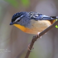 Pardalotus punctatus at Meroo National Park - 4 Oct 2016