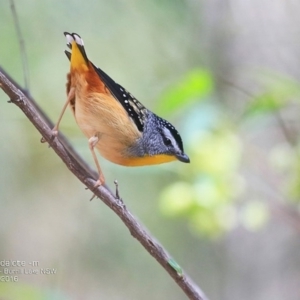 Pardalotus punctatus at Meroo National Park - 4 Oct 2016 12:00 AM
