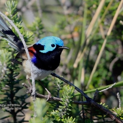 Malurus lamberti (Variegated Fairywren) at One Track For All - 4 Oct 2016 by Charles Dove
