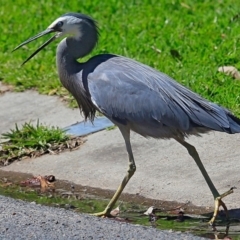 Egretta novaehollandiae (White-faced Heron) at Undefined - 6 Oct 2016 by CharlesDove