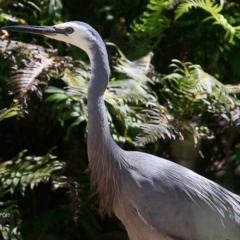 Egretta novaehollandiae at undefined - 6 Oct 2016