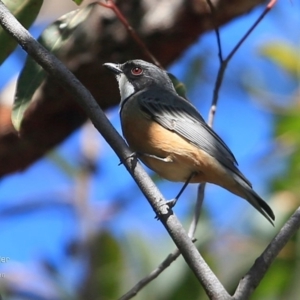 Pachycephala rufiventris at Garrads Reserve Narrawallee - 1 Oct 2016