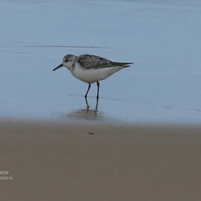 Calidris alba (Sanderling) at Undefined - 5 Oct 2016 by CharlesDove