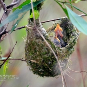 Caligavis chrysops at Meroo National Park - 3 Oct 2016