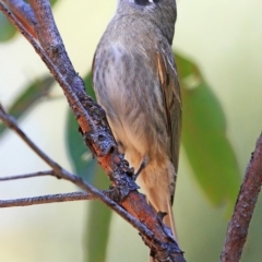 Caligavis chrysops at Meroo National Park - 3 Oct 2016