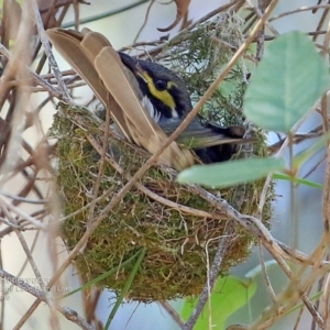 Caligavis chrysops at Meroo National Park - 3 Oct 2016