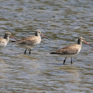 Limosa lapponica at undefined - 28 Nov 2016