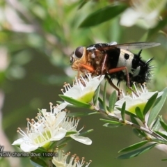 Formosia (Euamphibolia) speciosa (Bristle fly) at Meroo National Park - 27 Nov 2016 by CharlesDove