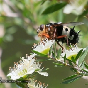 Formosia (Euamphibolia) speciosa at Dolphin Point, NSW - 28 Nov 2016