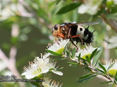 Formosia (Euamphibolia) speciosa (Bristle fly) at Dolphin Point, NSW - 27 Nov 2016 by CharlesDove