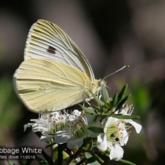 Pieris rapae (Cabbage White) at South Pacific Heathland Reserve - 28 Nov 2016 by CharlesDove