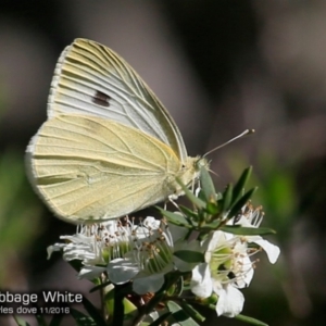 Pieris rapae at South Pacific Heathland Reserve - 28 Nov 2016 12:00 AM