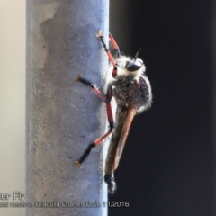 Cerdistus sp. (genus) (Slender Robber Fly) at South Pacific Heathland Reserve - 23 Nov 2016 by CharlesDove