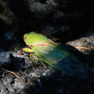 Cyclochila australasiae at South Pacific Heathland Reserve - 29 Nov 2016