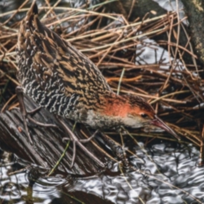 Lewinia pectoralis (Lewin's Rail) at Burrill Lake, NSW - 29 Jun 2014 by CRSImages