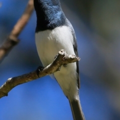 Myiagra rubecula (Leaden Flycatcher) at Yatteyattah Nature Reserve - 24 Nov 2016 by Charles Dove