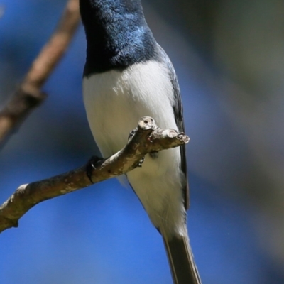 Myiagra rubecula (Leaden Flycatcher) at Yatteyattah Nature Reserve - 24 Nov 2016 by Charles Dove